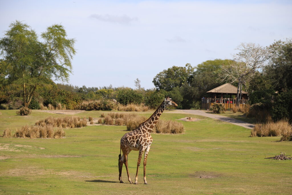 Kilimanjaro Safaris - Animal Kingdom